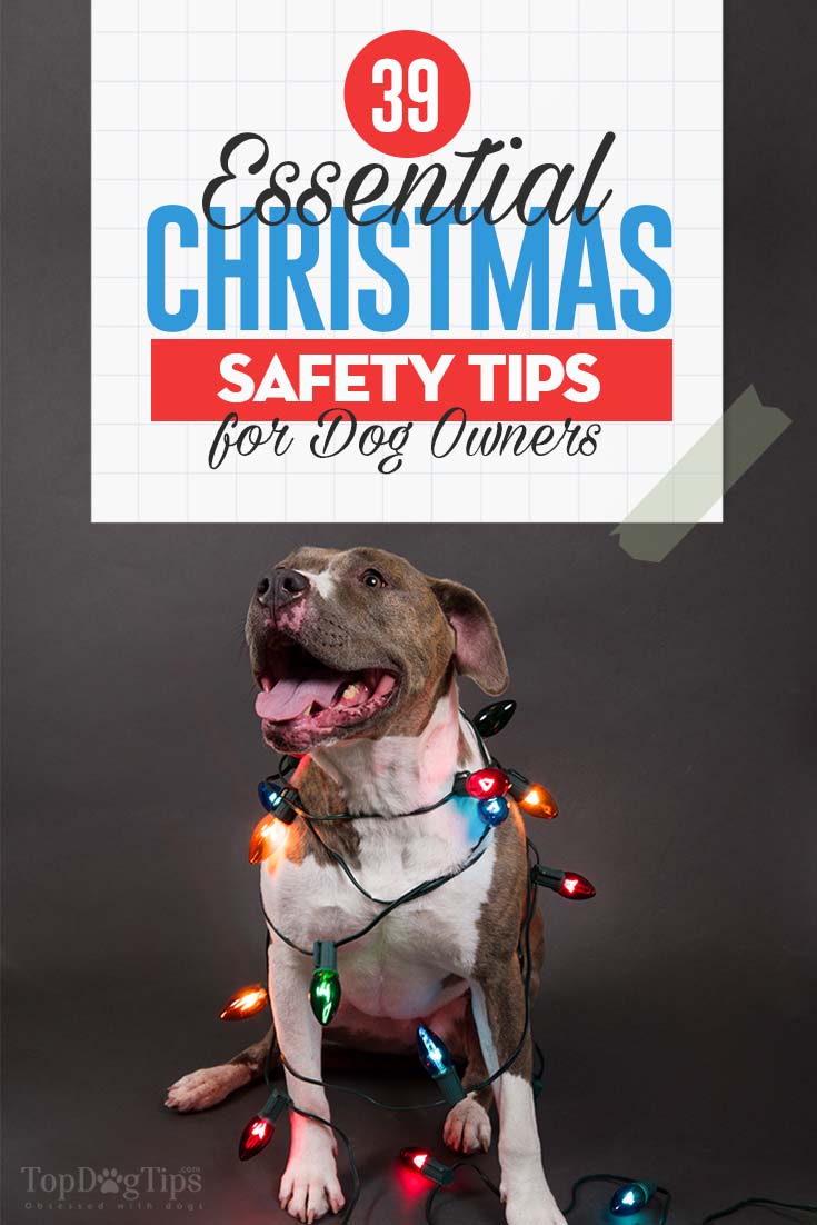 christmas safety tips pets