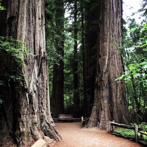 Redwoods inside Henry Cowell Redwoods State Park.